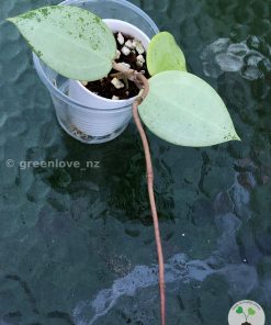 Hoya verticillata Silver Heart