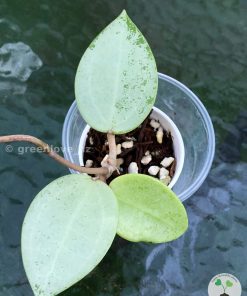 Hoya verticillata Silver Heart