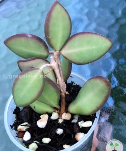 Hoya sp. aff. Burtoniae