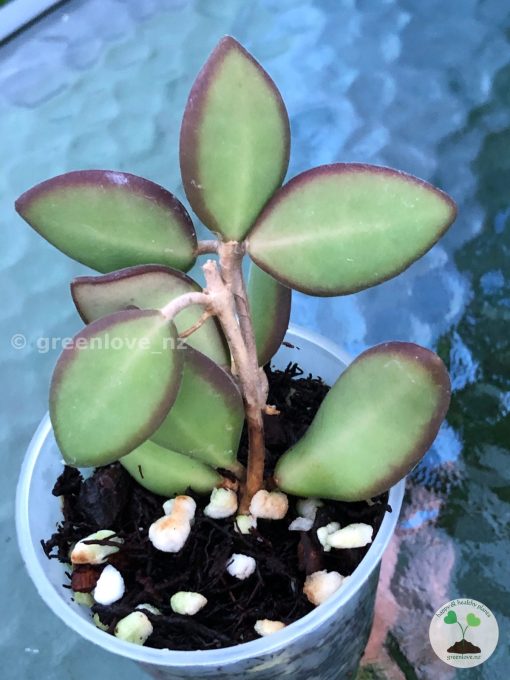 Hoya sp. aff. Burtoniae