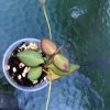 hoya Burtoniae with peduncles