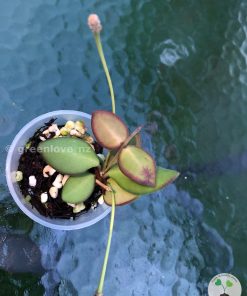 hoya Burtoniae with peduncles