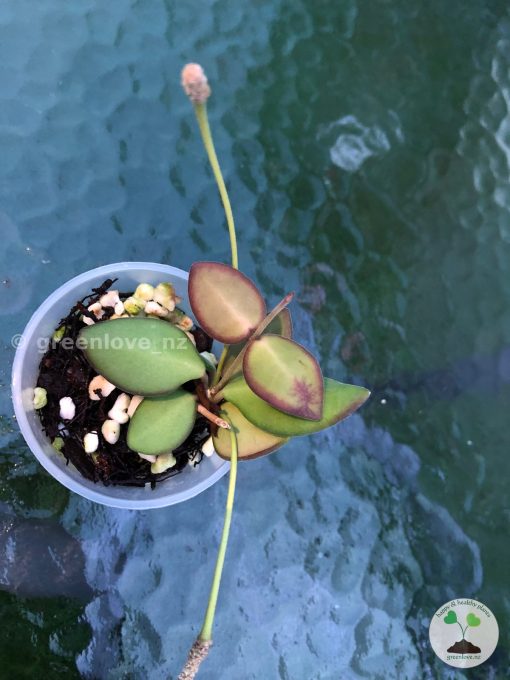 hoya Burtoniae with peduncles