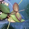 hoya Burtoniae with peduncles
