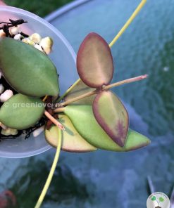 hoya Burtoniae with peduncles