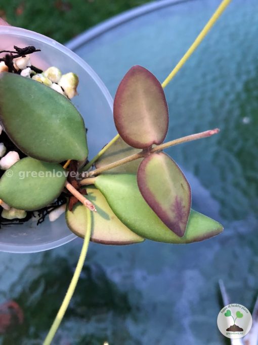 hoya Burtoniae with peduncles