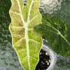 IMG_9208 Alocasia Sanderiana Aurea
