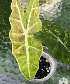 Alocasia Sanderiana Aurea