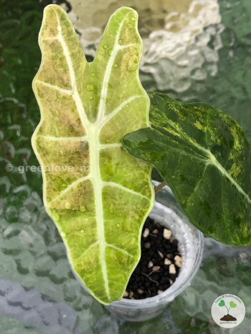 IMG_9208 Alocasia Sanderiana Aurea