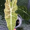 IMG_9209(1) Alocasia Sanderiana Aurea