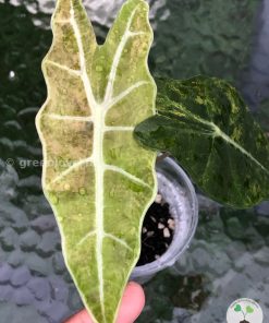 Alocasia Sanderiana Aurea