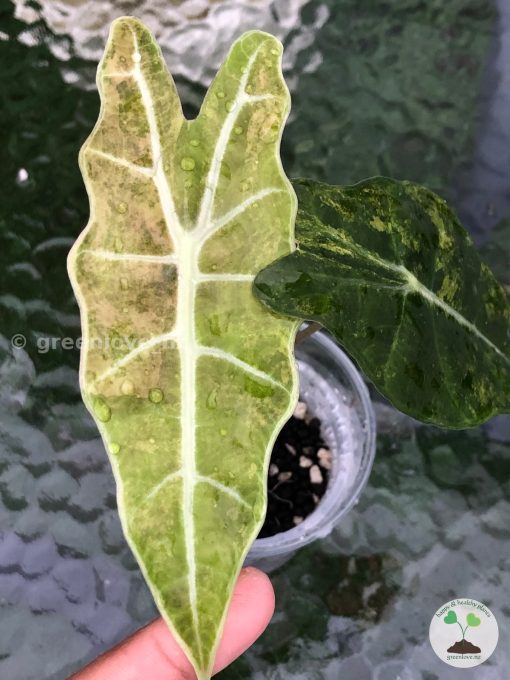 IMG_9209(1) Alocasia Sanderiana Aurea