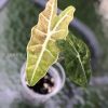 IMG_9212 Alocasia Sanderiana Aurea