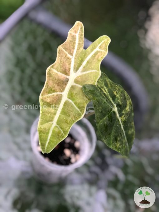 IMG_9212 Alocasia Sanderiana Aurea