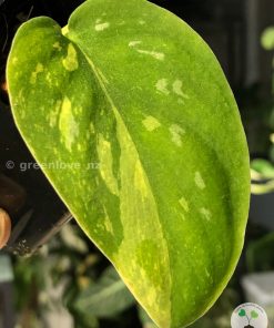 Scindapsus Baticon