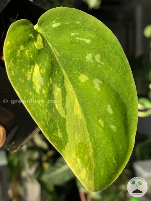 Scindapsus Baticon