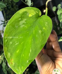 Scindapsus Baticon