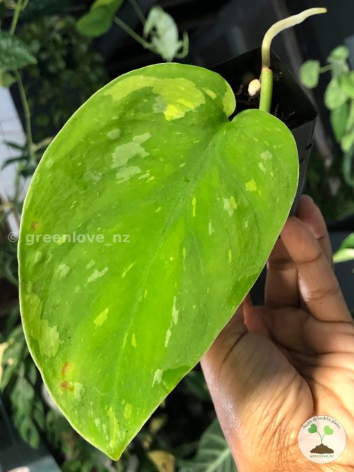 Scindapsus Baticon