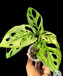 Monstera Monkey Mask (Adansonii) Variegated