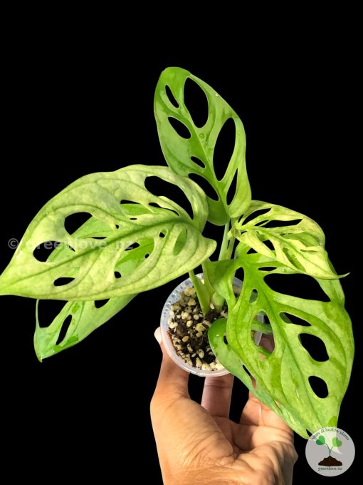 Monstera Monkey Mask (Adansonii) Variegated