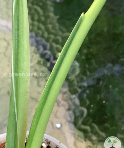 Buy Variegated Chiapense in New Zealand