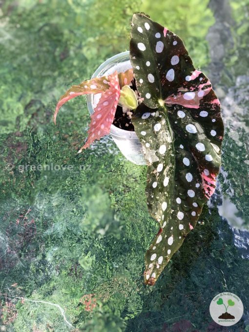 Beautiful variegated begonia macula pink. Not a juvenile