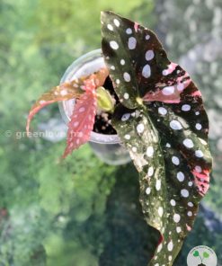 Beautiful variegated begonia macula pink. Not a juvenile