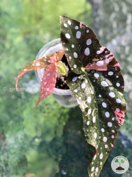 Beautiful variegated begonia macula pink. Not a juvenile