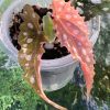 Beautiful variegated begonia macula pink. Not a juvenile