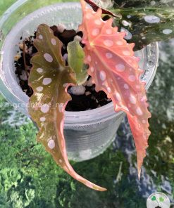 Beautiful variegated begonia macula pink. Not a juvenile