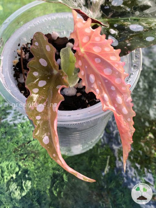 Beautiful variegated begonia macula pink. Not a juvenile