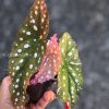 Begonia Maculata Pink Variegated