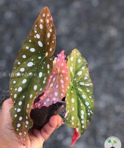 Begonia Maculata Pink Variegated