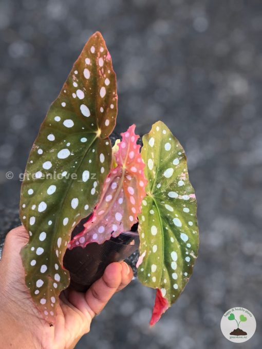 Begonia Maculata Pink Variegated