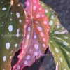 Begonia Maculata Pink Variegated