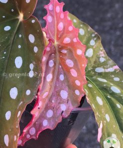 Begonia Maculata Pink Variegated