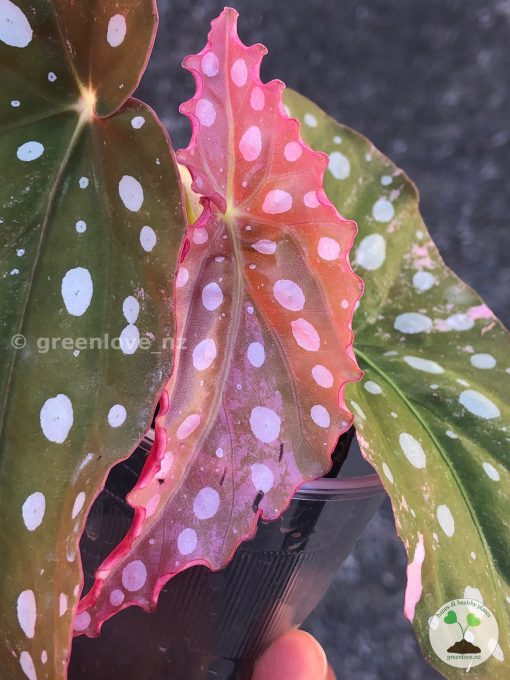 Begonia Maculata Pink Variegated