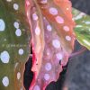 Begonia Maculata Pink Variegated