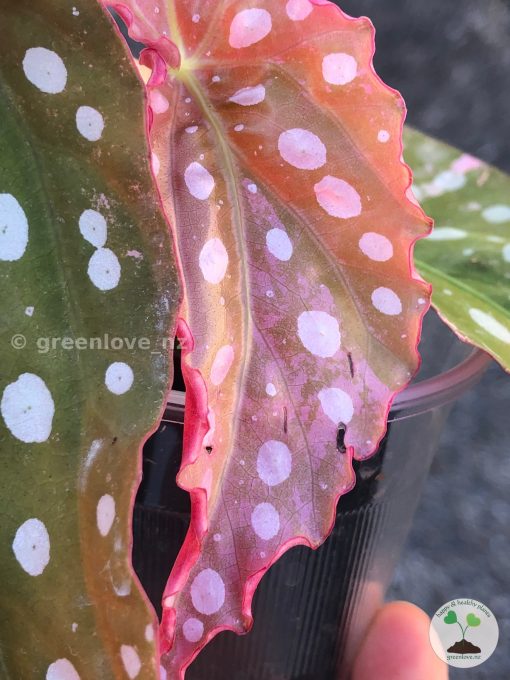 Begonia Maculata Pink Variegated