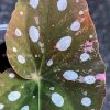 Begonia Maculata Pink Variegated