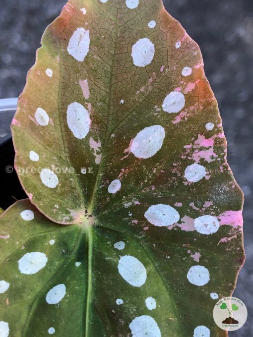 Begonia Maculata Pink Variegated