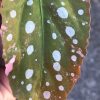 Begonia Maculata Pink Variegated