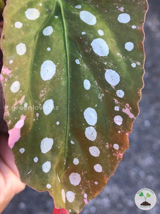 Begonia Maculata Pink Variegated