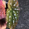 Begonia Maculata Pink Variegated