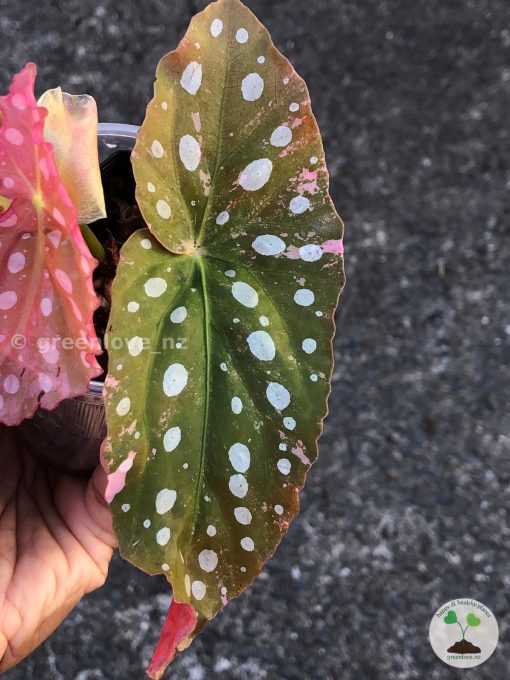 Begonia Maculata Pink Variegated