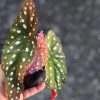 Begonia Maculata Pink Variegated