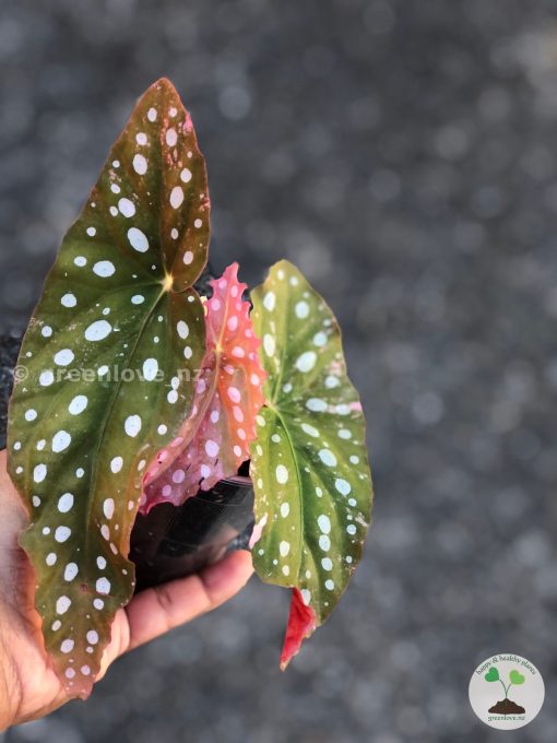Begonia Maculata Pink Variegated