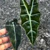 IMG_0219 Alocasia Sanderiana Aurea