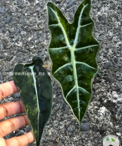 Alocasia Sanderiana Aurea
