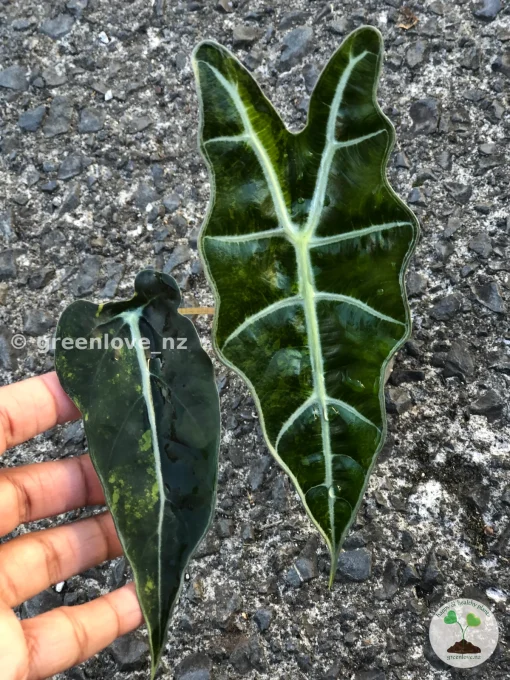 IMG_0219 Alocasia Sanderiana Aurea